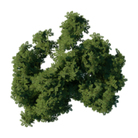 render 3d tree top view plant landscape architecture nature garden aerial render. trees branch isolate collection illustration environment png