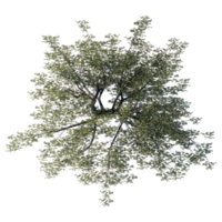 tree top view plant landscape architecture nature garden aerial render. trees branch isolate collection png