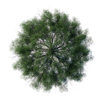tree top view plant landscape architecture nature garden aerial render. trees branch isolate png