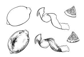 Set of slice and whole lemon, peel or zest of Lemon and isolated on white background. ink vintage engraving illustration for menu, web and label. Hand drawn in a graphic linear drawing citrus. vector