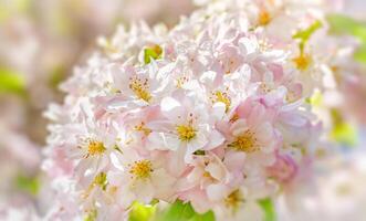 Bright spring blooms create a vibrant floral backdrop in a natural setting photo