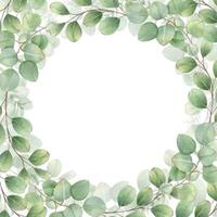 Watercolor green leaf eucalyptus branch square frame isolated. Silver dollar greenery floral illustration with copy space for text. For wedding invitation, stationary, thank you card. vector