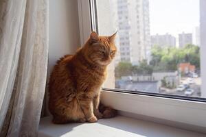 Red cat sits on the window on a sunny day photo