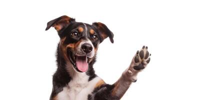 happy dog giving a high five isolated on white, with copy space area photo