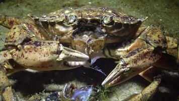 Nutrition of Green crab or Shore crab Carcinus maenas, Carcinus aestuarii, crayfish takes meat from the mussel shell and puts it in its mouth video