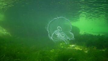 Anomaly of development, jellyfish with three gonads. Aurelia aurita -also called the moon jelly, moon jellyfish, common jellyfish, or saucer jelly, Black Sea, the Gulf of Odessa video