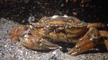 Portrait of a littoral crab Carcinus maenas seated on the seabed, Black Sea video