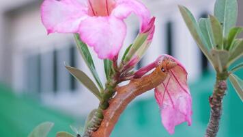 A close-up macro of a pink caterpillar eating a desert rose flower grown in the garden in front of a house In nature caterpillars can change color based on what they eat video