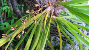 selvagem orquídeas com grandes flor clusters dentro vários lindo cores balançando dentro a vento dentro a frente Jardim jardim. video