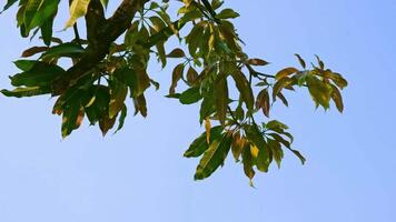 The leaves of a mango tree swaying in the wind, with a blue sky serving as the background. video