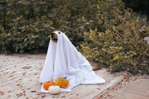A playful dog dressed as a ghost sits among pumpkins during a fall celebration photo