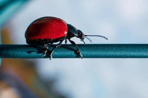 red Poplar leaf beetle, Chrysomela populi in the nature. photo