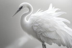 White heron showing its wonderful plumage on blurred background photo