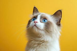Adorable ragdoll cat looking up on yellow background photo