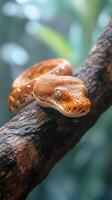 Carpet python resting on a tree branch in nature. photo