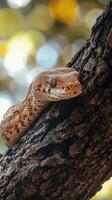White-lipped python resting on a branch photo