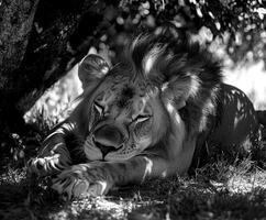 Majestic lion resting peacefully under a tree in black and white photo