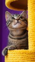 Curious kitten observing from yellow cat tree on purple background photo