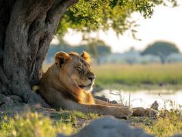 Lion resting under tree near water at sunset in botswana photo