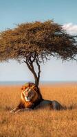 Majestic male lion resting under acacia tree in african savanna photo