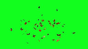 A group of butterfly flying animation on green screen effect background video