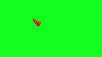 A butterfly flying in the air on the way green screen background video