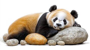 A sleepy panda comfortably rests on a rock, exuding calm in a peaceful setting photo