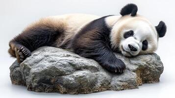 A giant panda relaxes comfortably on a rock while enjoying a moment of rest photo