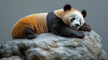 The calm panda relaxes on a stone, enjoying the serenity of its sanctuary photo