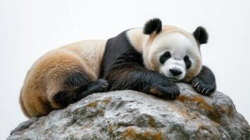 A giant panda relaxes on a rock, basking in the calm atmosphere of the day photo