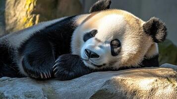 A giant panda enjoys a restful nap on a smooth rock, surrounded by nature photo