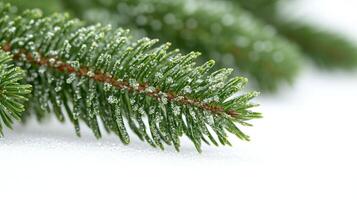 Evergreen branches adorned with delicate snowflakes glimmer under soft winter sunlight photo