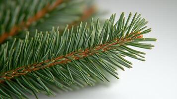 Delicate green pine needles catch the light, highlighting their rich textures and colors photo