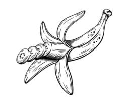 Hand drawn bananas sketch isolated on white background vector