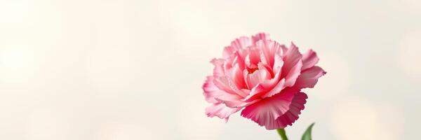 Beautiful pink carnation in soft focus against a light background captures nature's elegance and tranquility photo