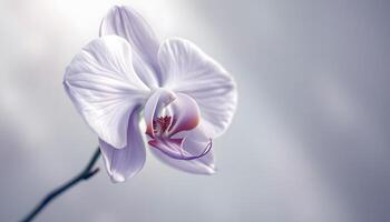A delicate single orchid bloom in soft focus, representing purity and calmness, suitable for spa brochures, wedding invitations, and mindfulness websites Generated by AI photo