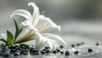 Elegant white lily with delicate water droplets and dark stones, evoking a sense of tranquility - Generated using AI photo