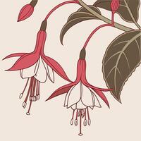 The illustration of torch ginger flower vector
