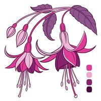The illustration of fuchsia flower vector