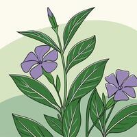 The illustration of vinca flower vector