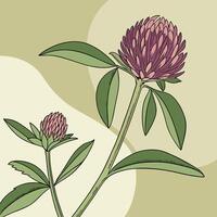The illustration of globe amaranth flower vector
