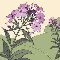 The illustration of phlox flower vector