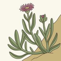 The illustration of ice plant flower vector
