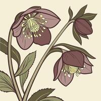 The illustration of hellebore flower vector