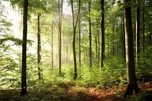 Autumn beech forest after a few days of rain in a foggy morning photo