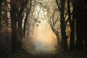 A path through a fairytale autumn forest on a foggy morning photo