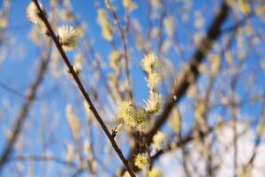 Spring Willow Blossoms, Branches, Blue Sky photo