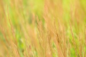 Golden grass swaying, blurred meadow background, nature scene, website design photo