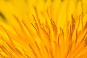 Close-up dandelion seed head, blurred background, nature photography, design element photo