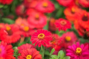 Vibrant red zinnias bloom in garden, blurred background, floral design photo